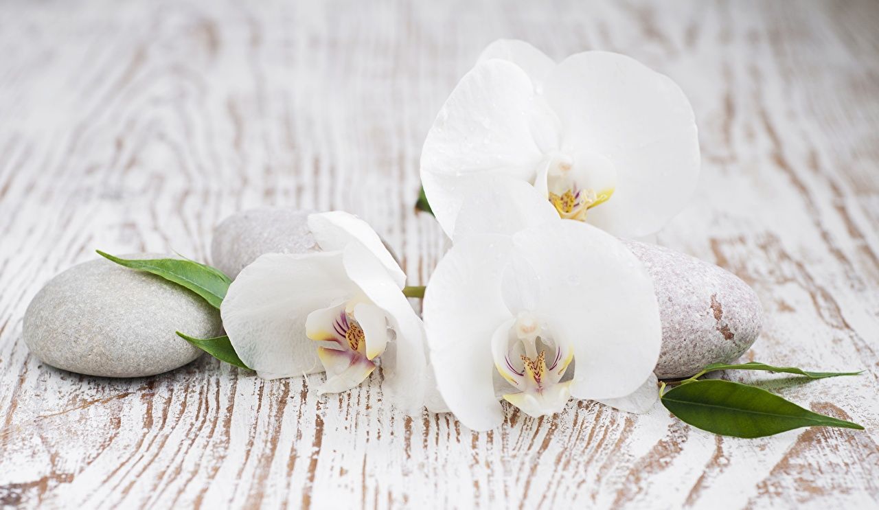 1280x743 Wallpaper White Orchid Flowers