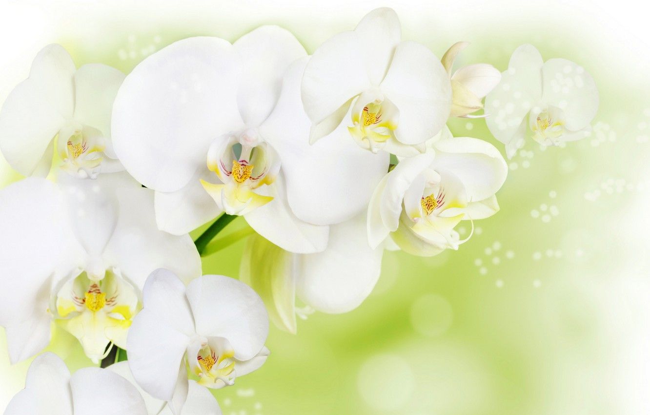 1332x850 Wallpaper flowers, background, white Orchid images for desktop