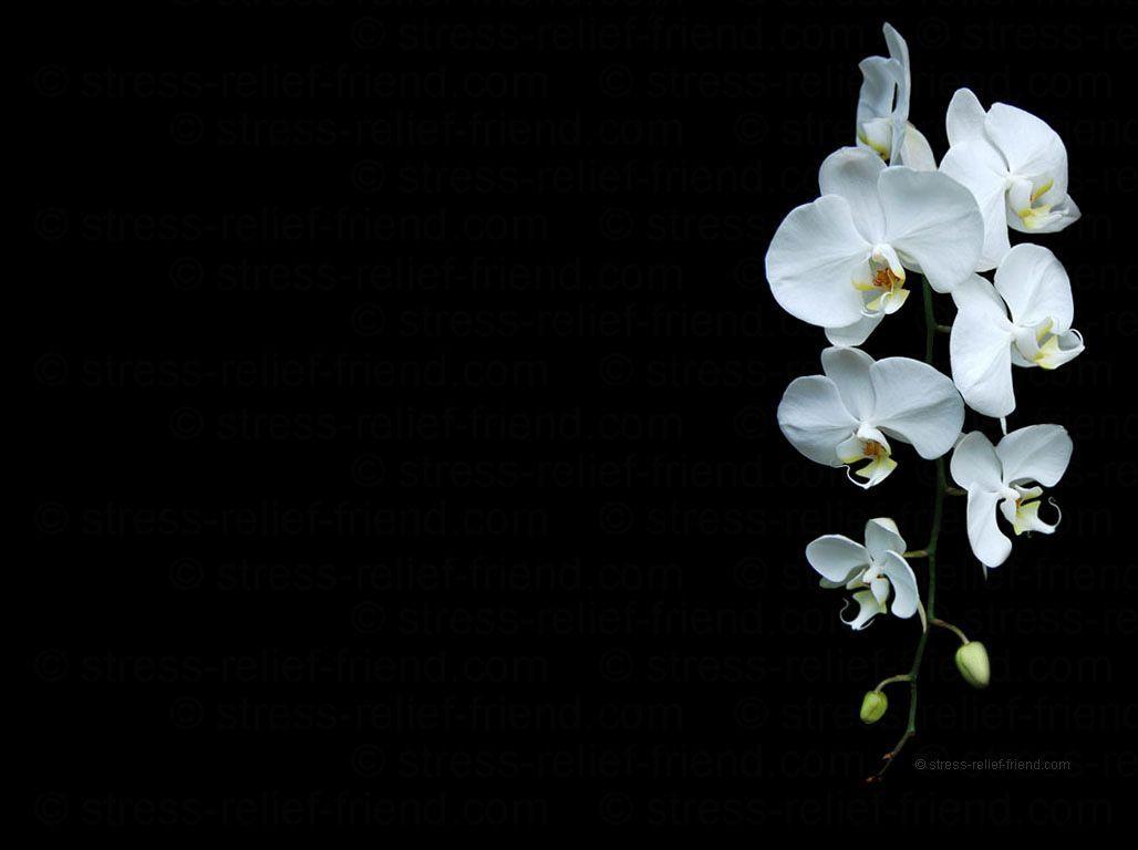 1028x768 White Orchid Wallpapers