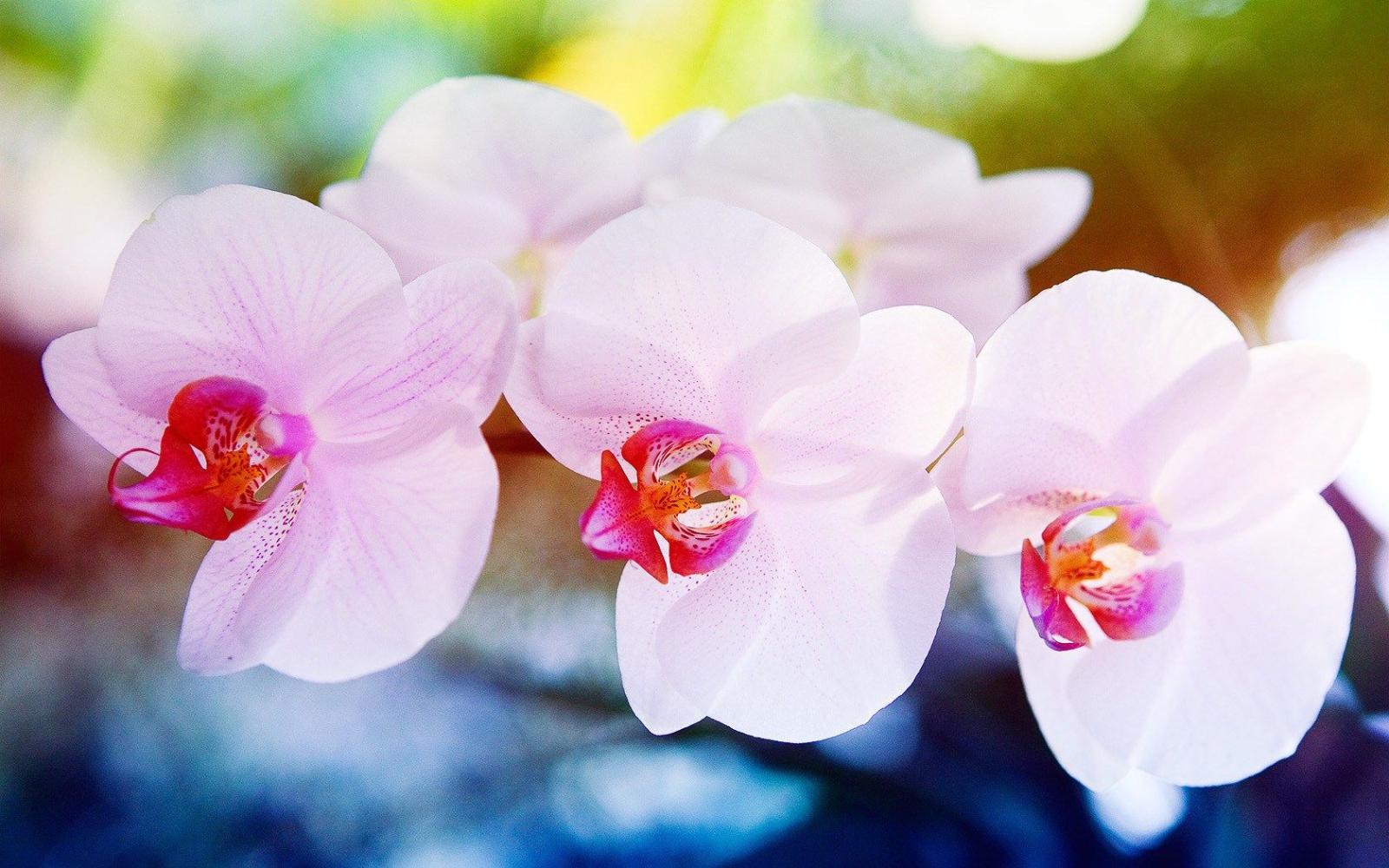 1680x1050 Hite Orchids HD Wallpaper, Background Images