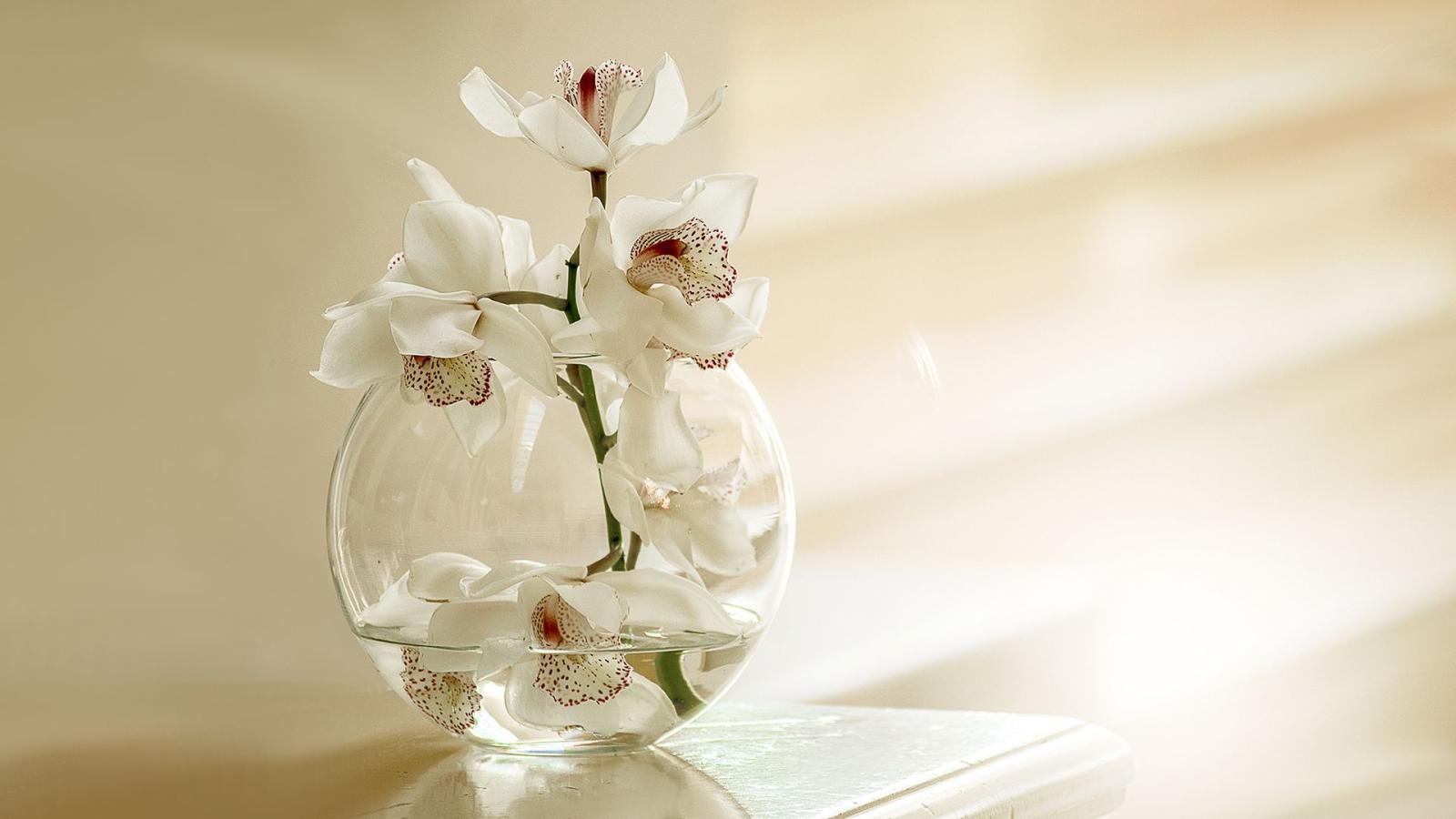 1920x1080 White Orchid Flowers Chromebook Wallpaper