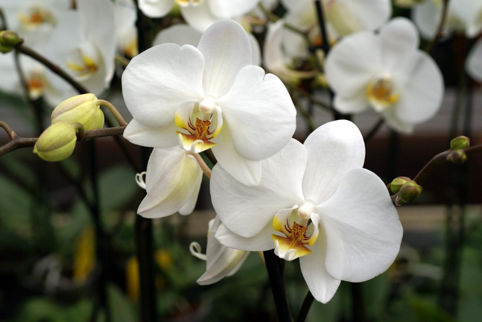 1920x1285 Types of White Orchids HD Wallpaper, Background Images