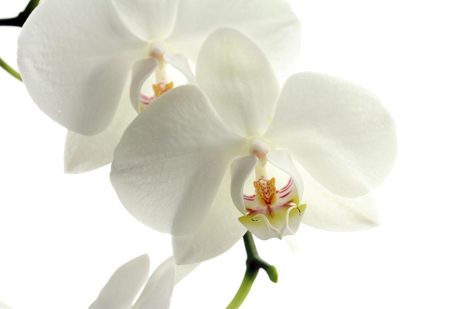 5184x3456 Macro shot of white orchid HD wallpaper | Wallpaper Flare