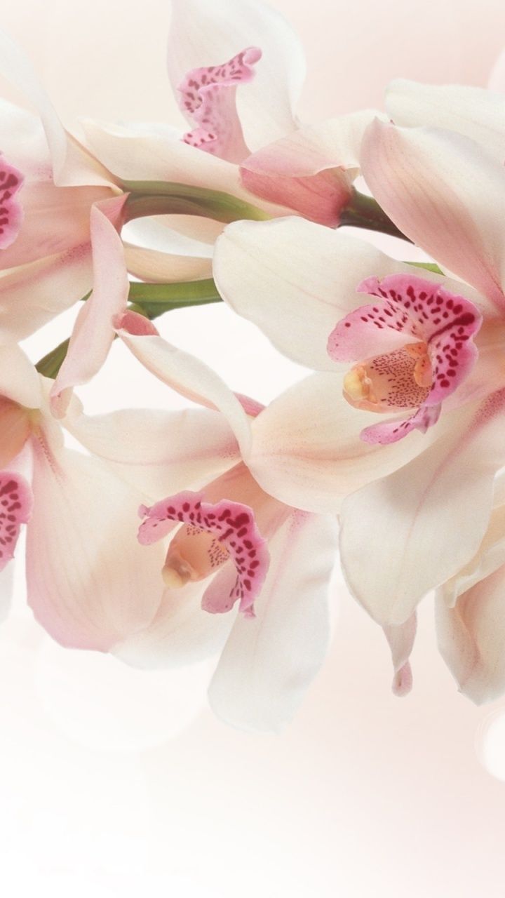 720x1280 720x1280 White Orchid Flowers Galaxy s3 wallpaper