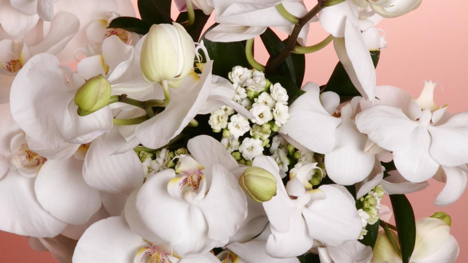 1920x1080 White Orchid Flowers Wallpaper - Wallpaper Stream