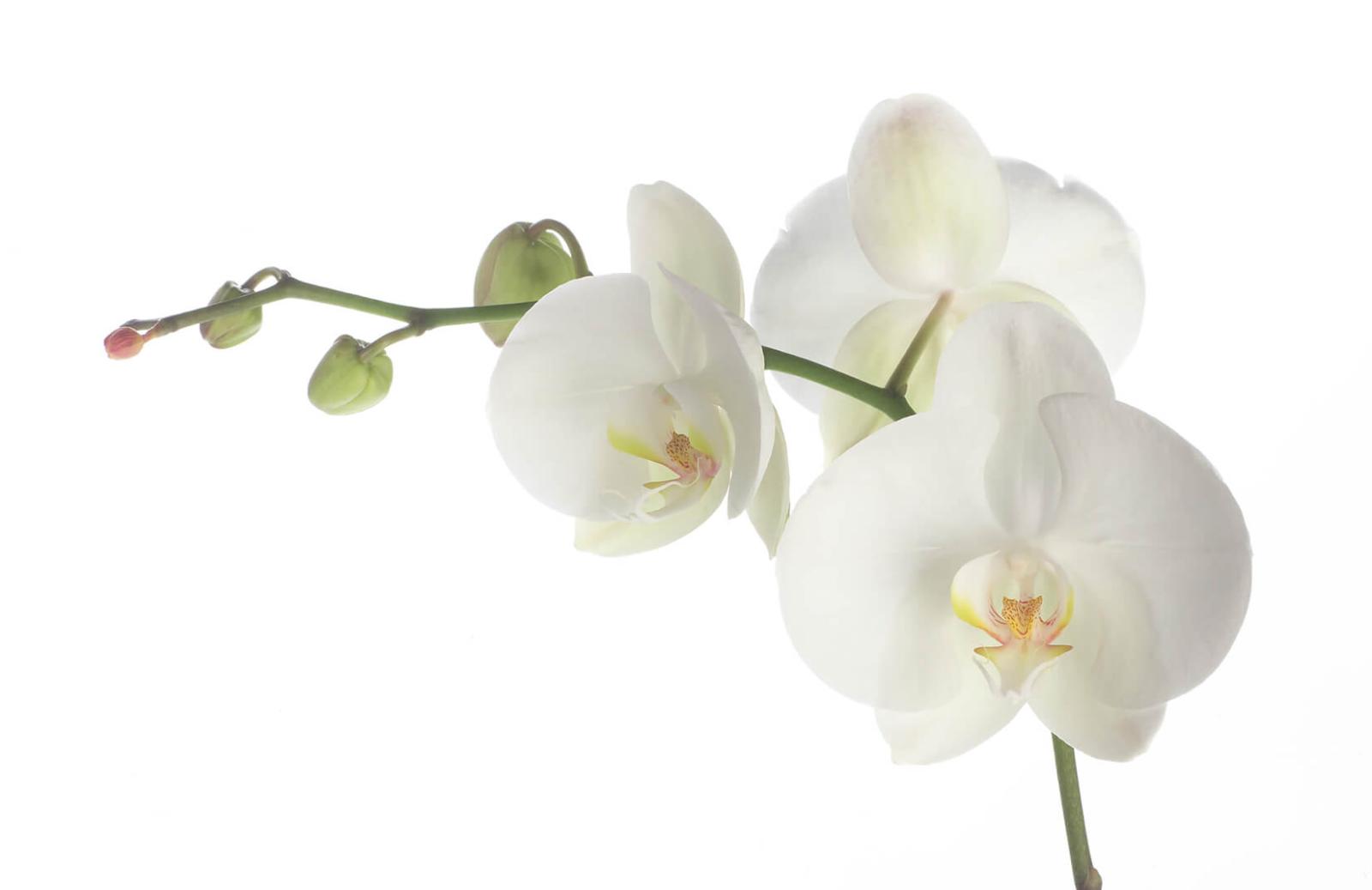 1650x1070 White Orchid Flower Wallpaper Mural | MuralsWallpaper