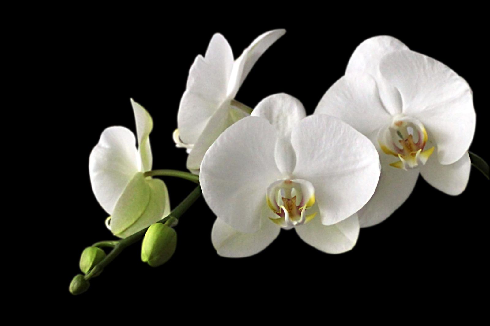 3543x2362 4 white orchid flowers free image | Peakpx