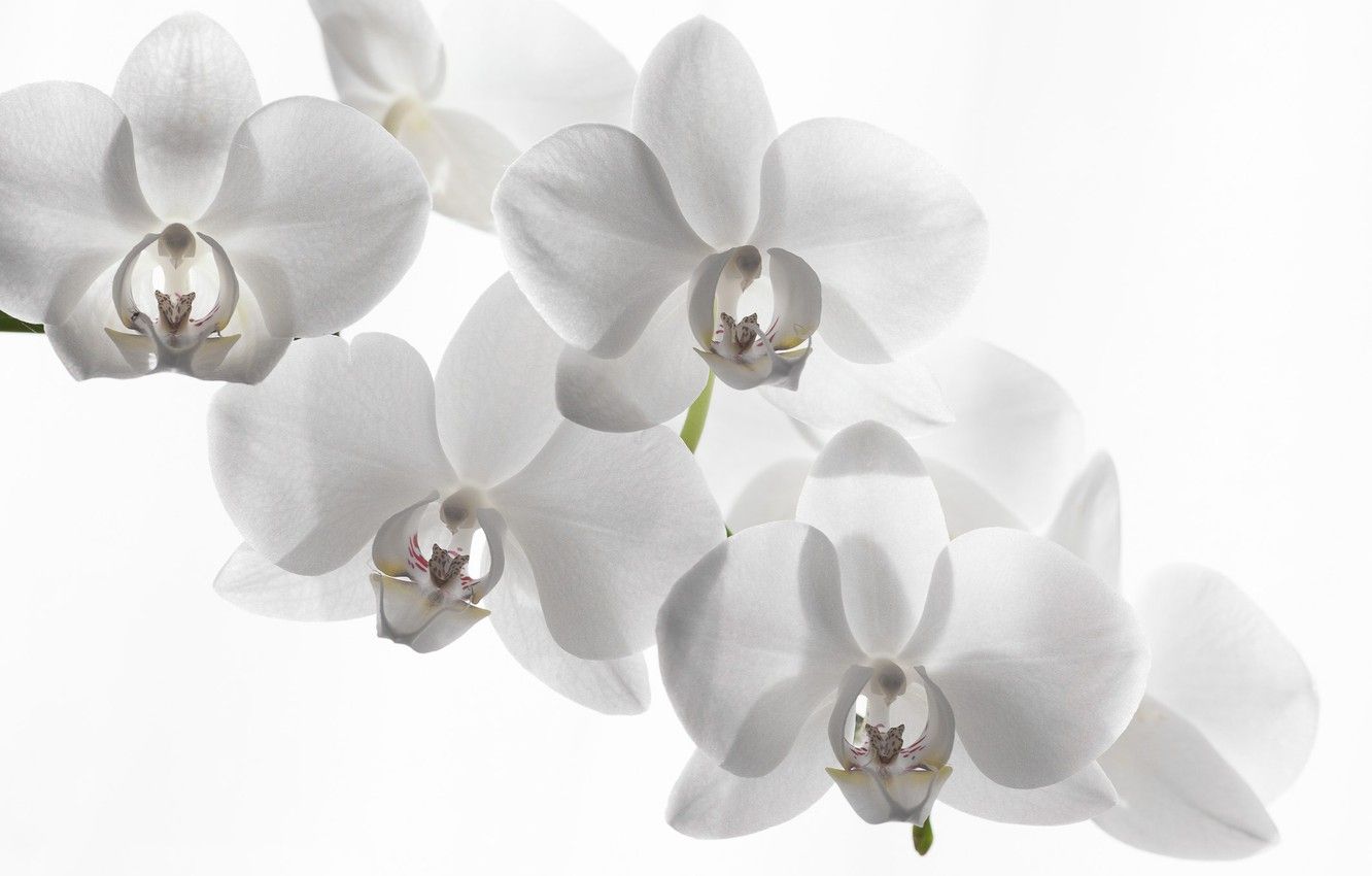 1332x850 Wallpaper white background, Orchid, white Orchid images for desktop