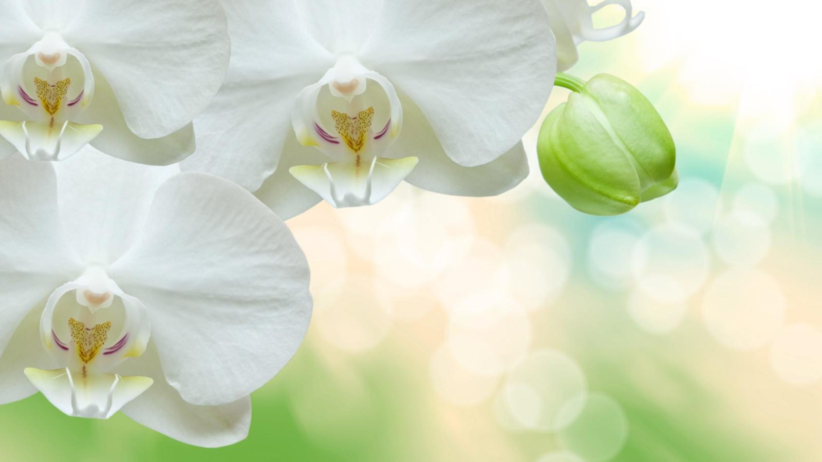 3840x2160 56+ White Orchid Wallpapers on WallpaperPlay