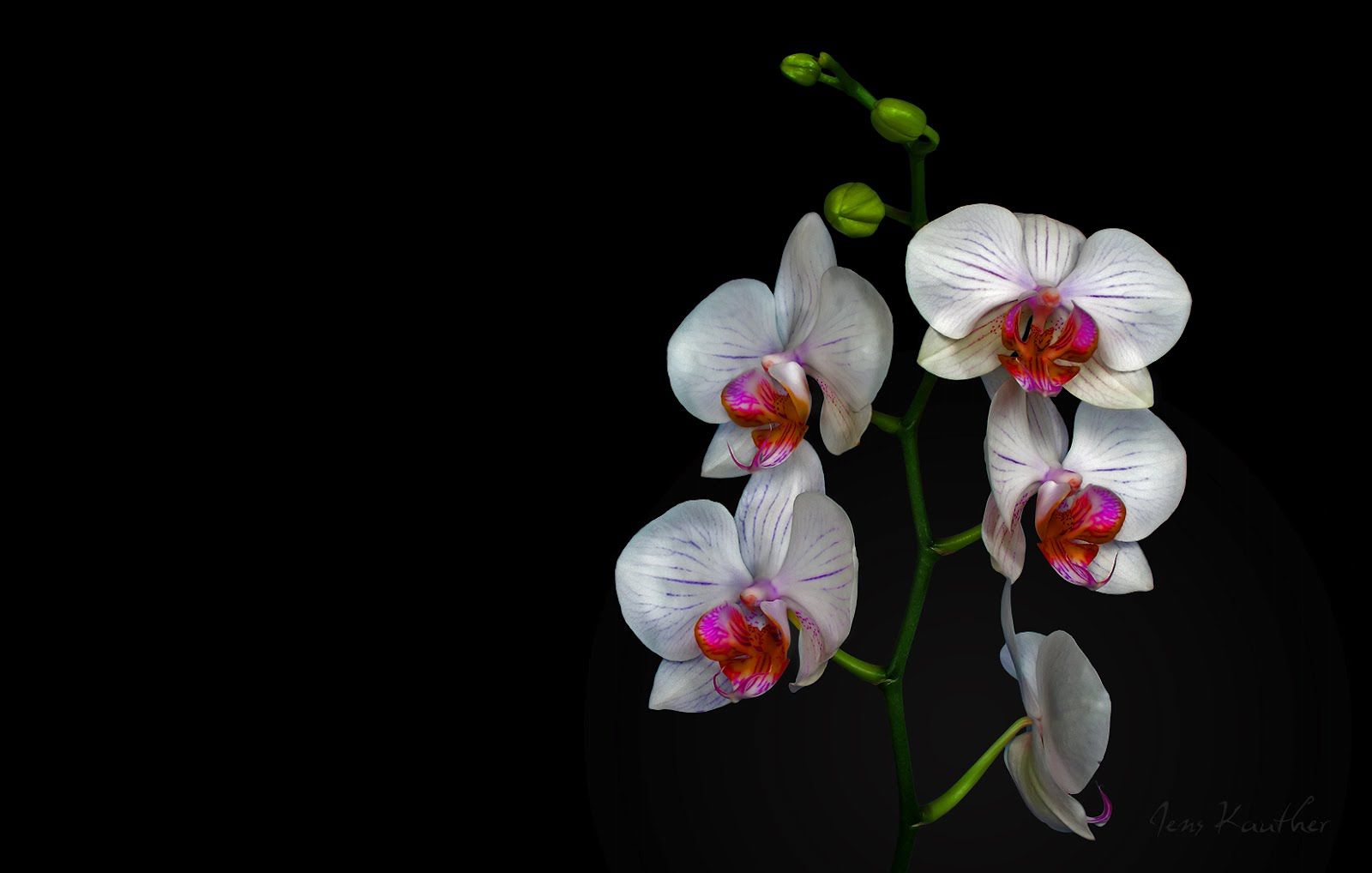 1600x1018 Download White Orchid Wallpaper [1600x1018] | 73+ Orchid Wallpaper