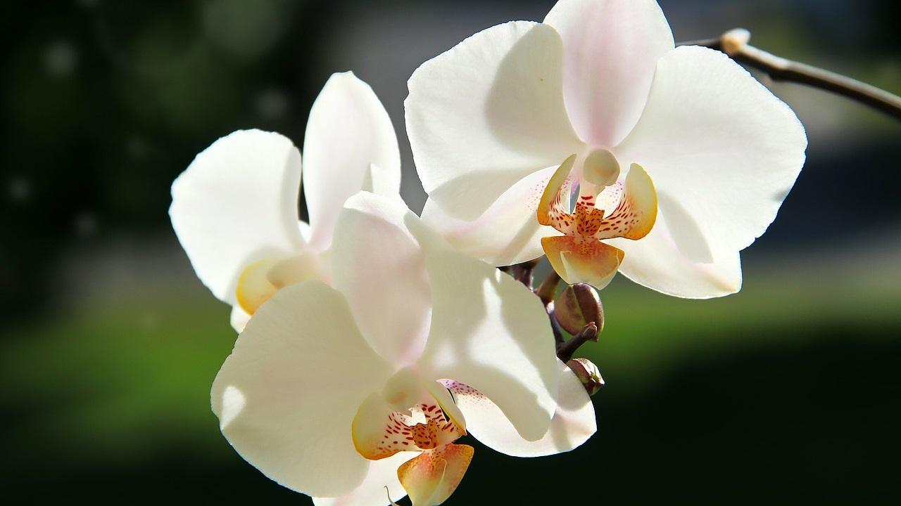 1280x720 White Orchid Wallpaper for Android - APK Download