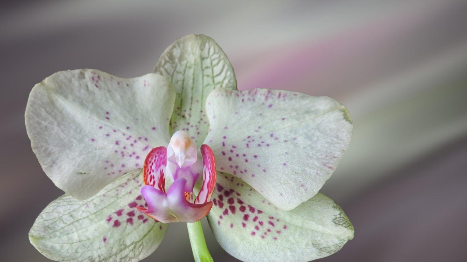 2560x1440 White Orchid Wallpaper 4K Background | HD Wallpaper Background