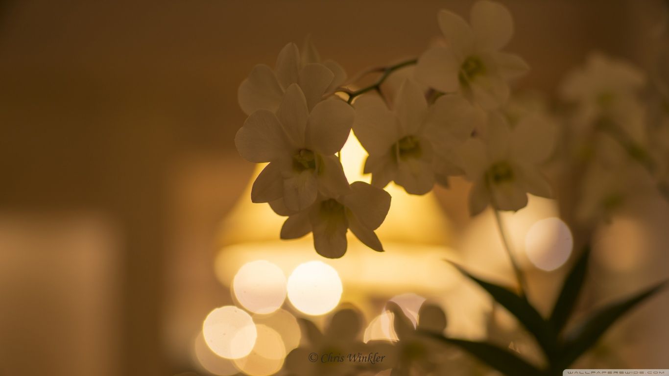 1366x768 White Orchid Flower Wallpaper | Amazing Wallpapers