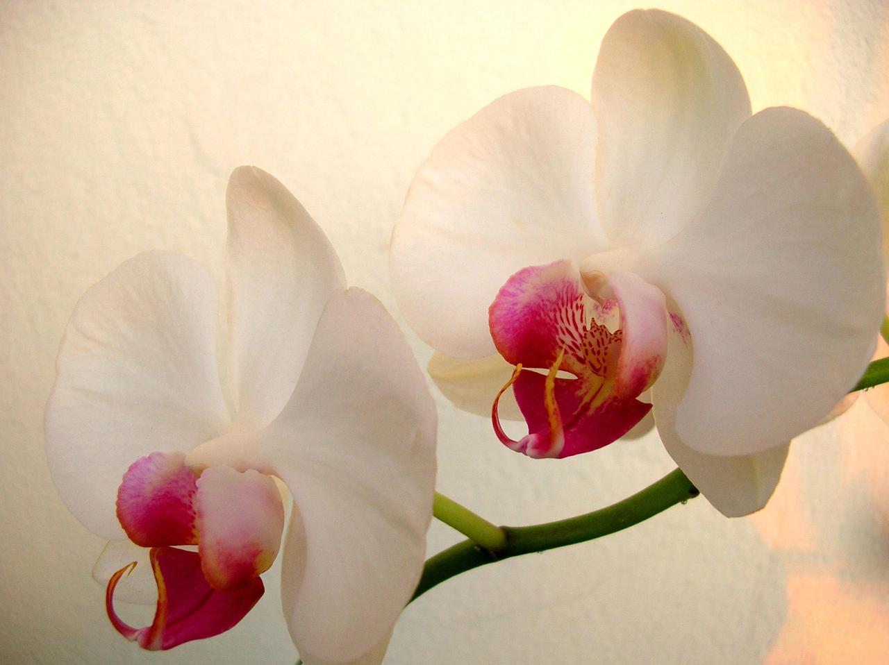 1280x958 White Orchid 22 Cool Wallpaper - HdFlowerWallpaper.com
