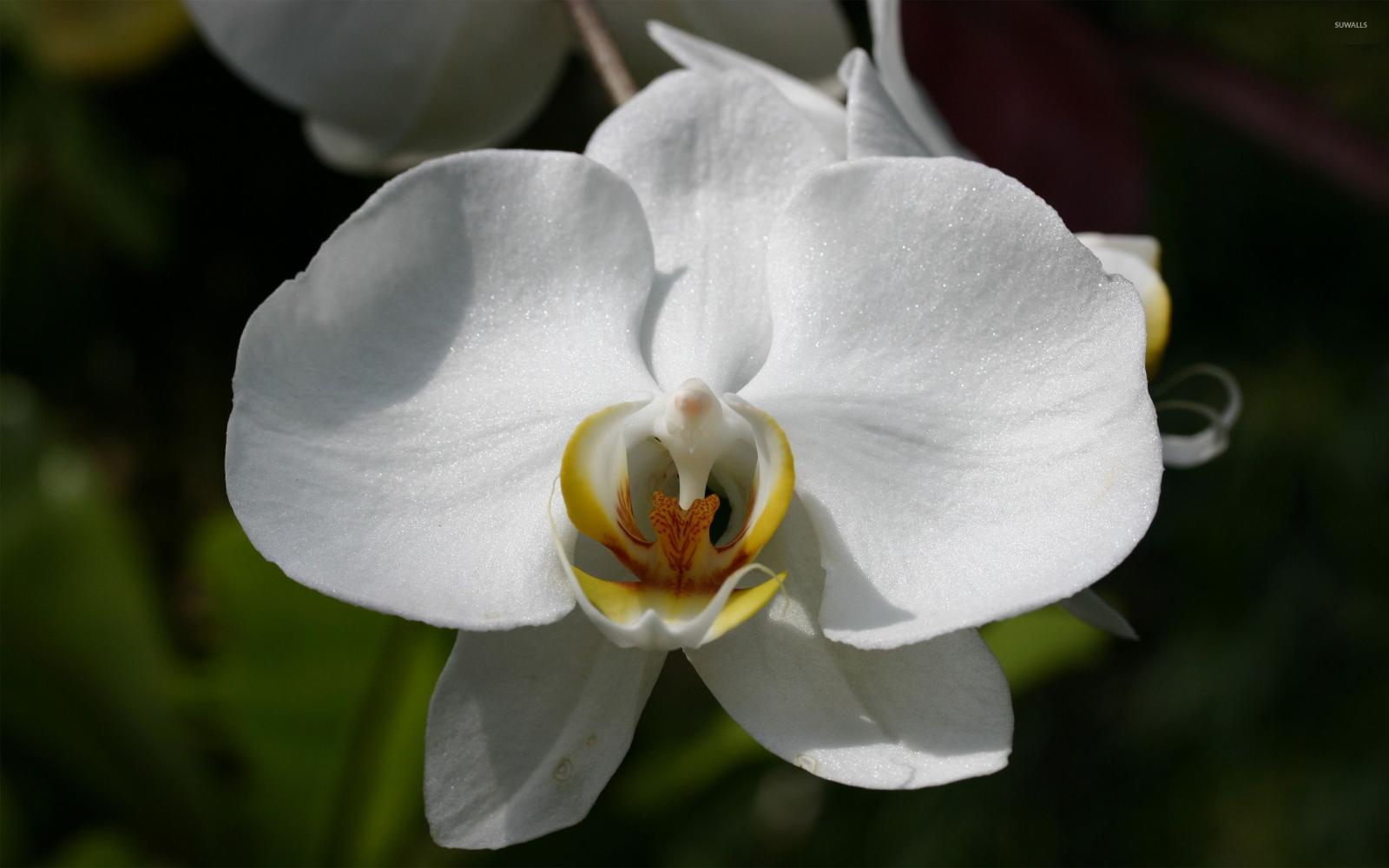 2560x1600 White orchid [3] wallpaper - Flower wallpapers - #7826
