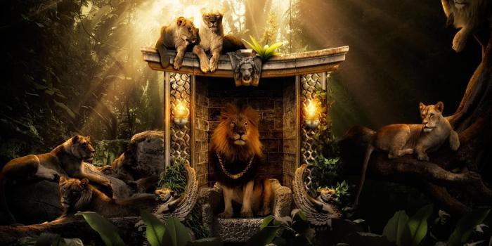 1280x800 Lion Wallpaper High Definition #10233 Wallpaper | WallDiskPaper