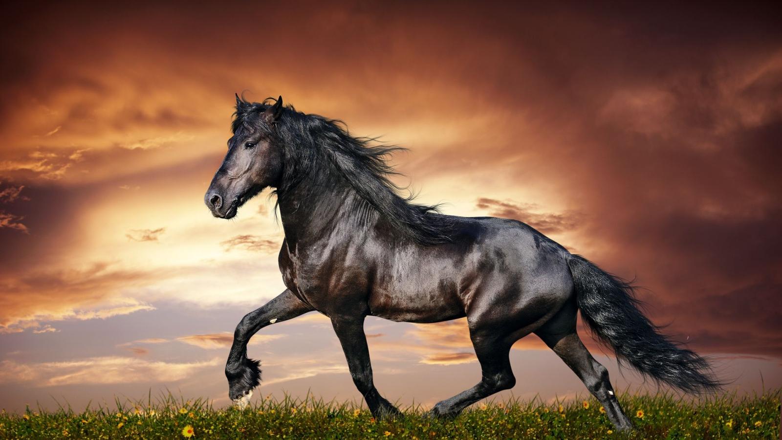 1920x1080 Download wallpaper 1920x1080 horse, running, sunset, field, grass