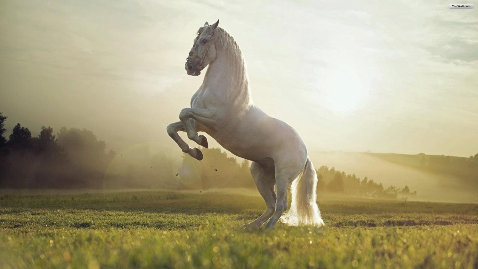 1920x1080 57+ Beautiful Horse Wallpapers on WallpaperPlay