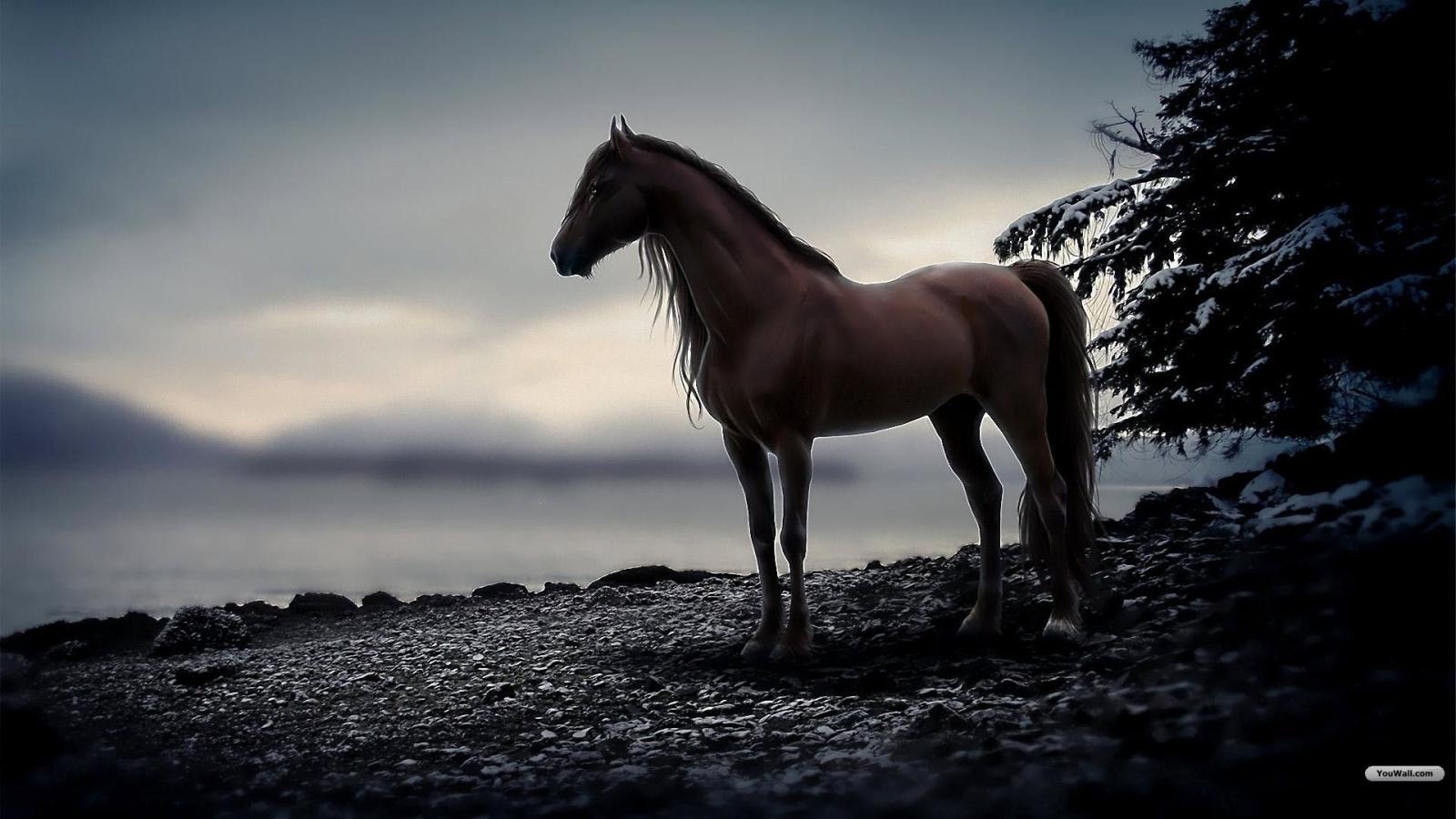 1920x1080 Free Horse Desktop Backgrounds | wallpaper horse brown wallpapers