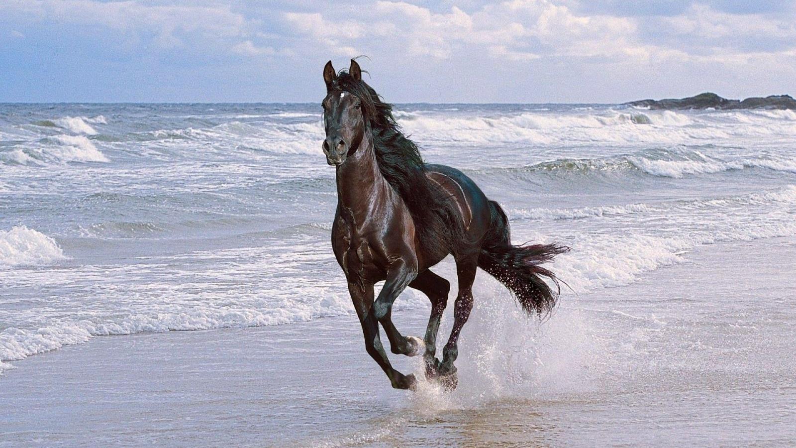 1920x1080 Download wallpaper 1920x1080 horse, running, spray, beach, jump hd