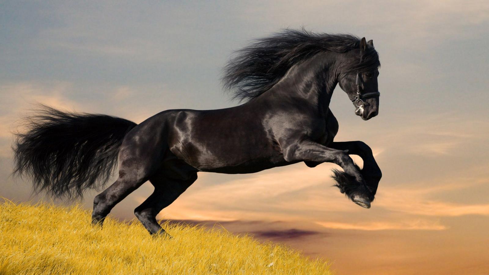 1920x1080 Horse Wallpapers | Best Wallpapers
