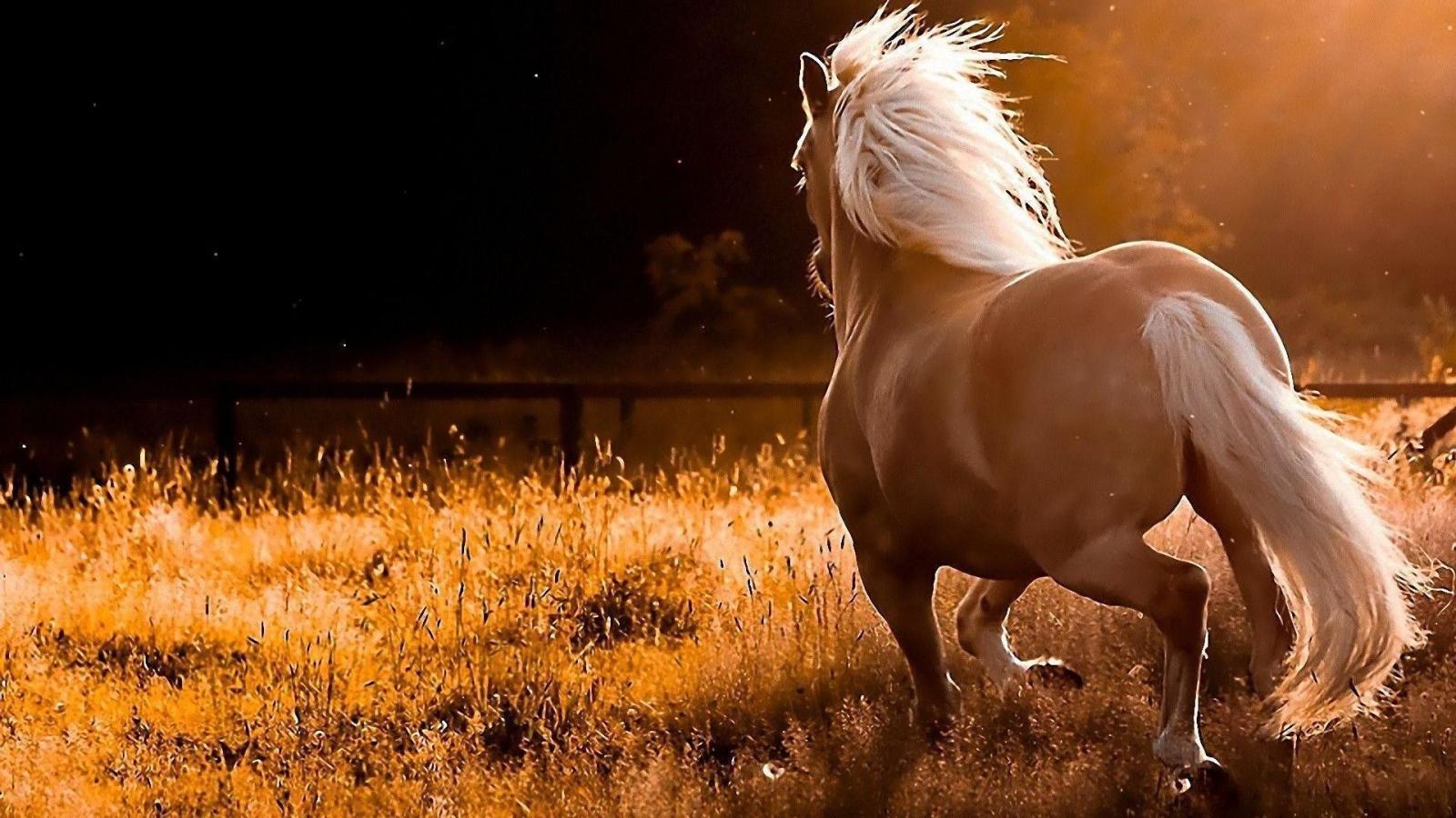 1920x1080 Fall Horse Wallpaper (42+ images)