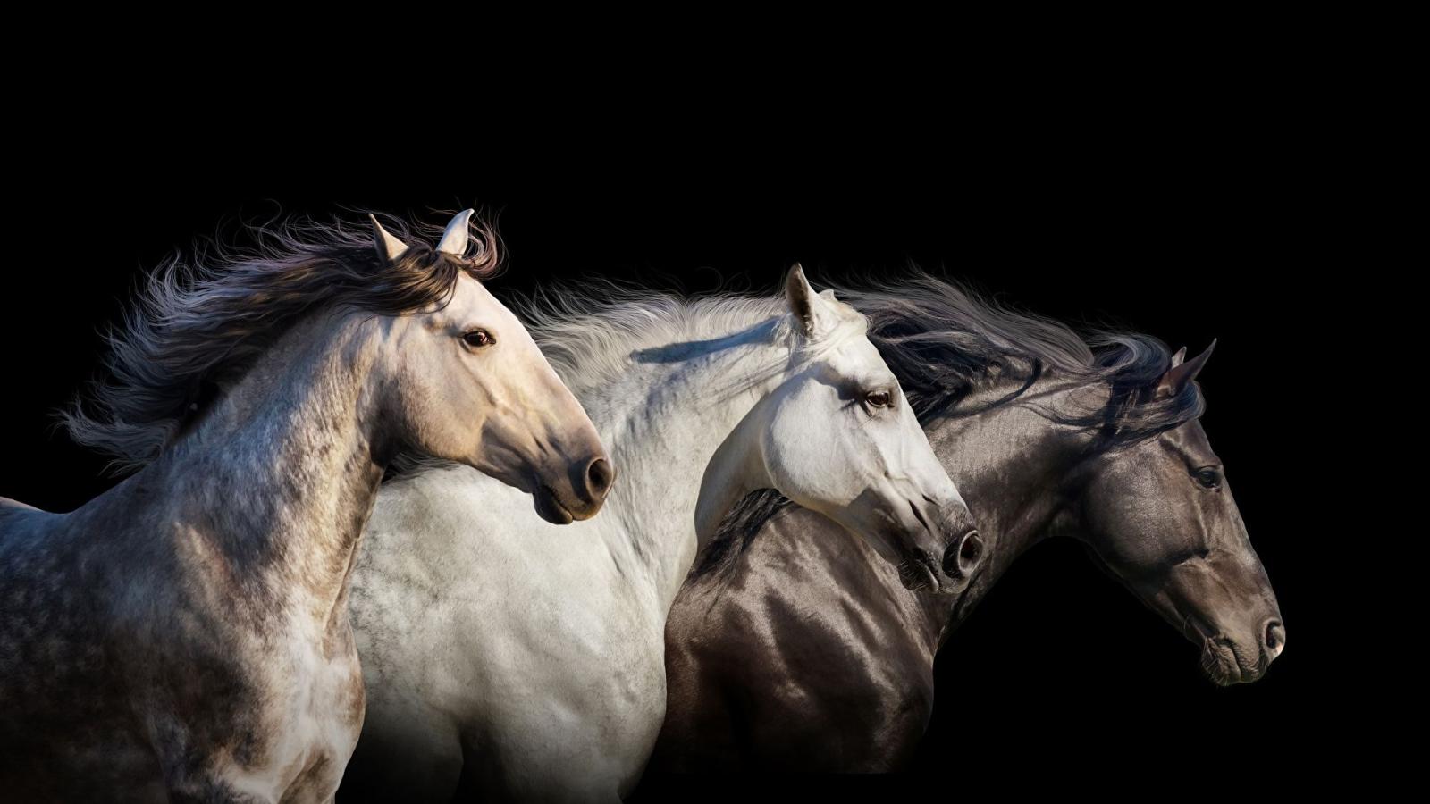 1920x1080 Wallpaper horse Three 3 Animals Black background 1920x1080