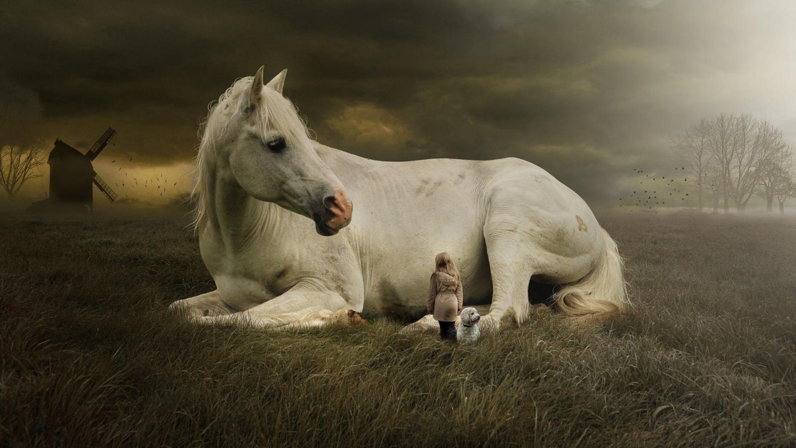 1920x1080 67+ White Horse Wallpapers on WallpaperPlay