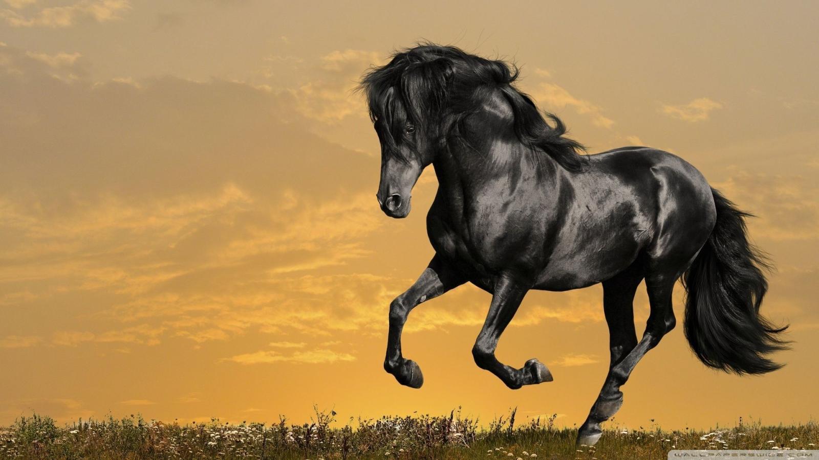 1920x1080 55+ Horses Running Wallpapers - Download at WallpaperBro