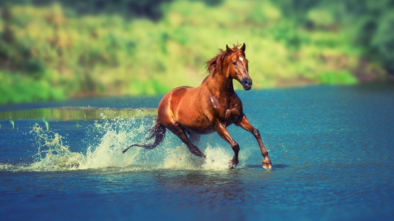 1920x1080 1920x1080 Running Horse In Water Laptop Full HD 1080P HD 4k