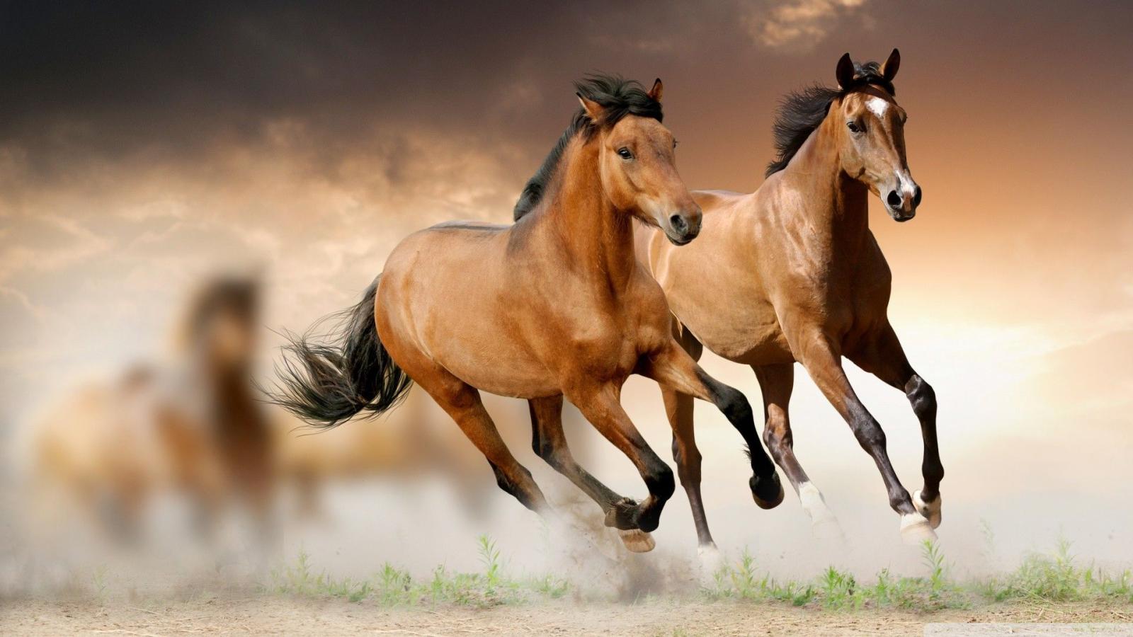 1920x1080 57+ Horses Wallpapers on WallpaperPlay