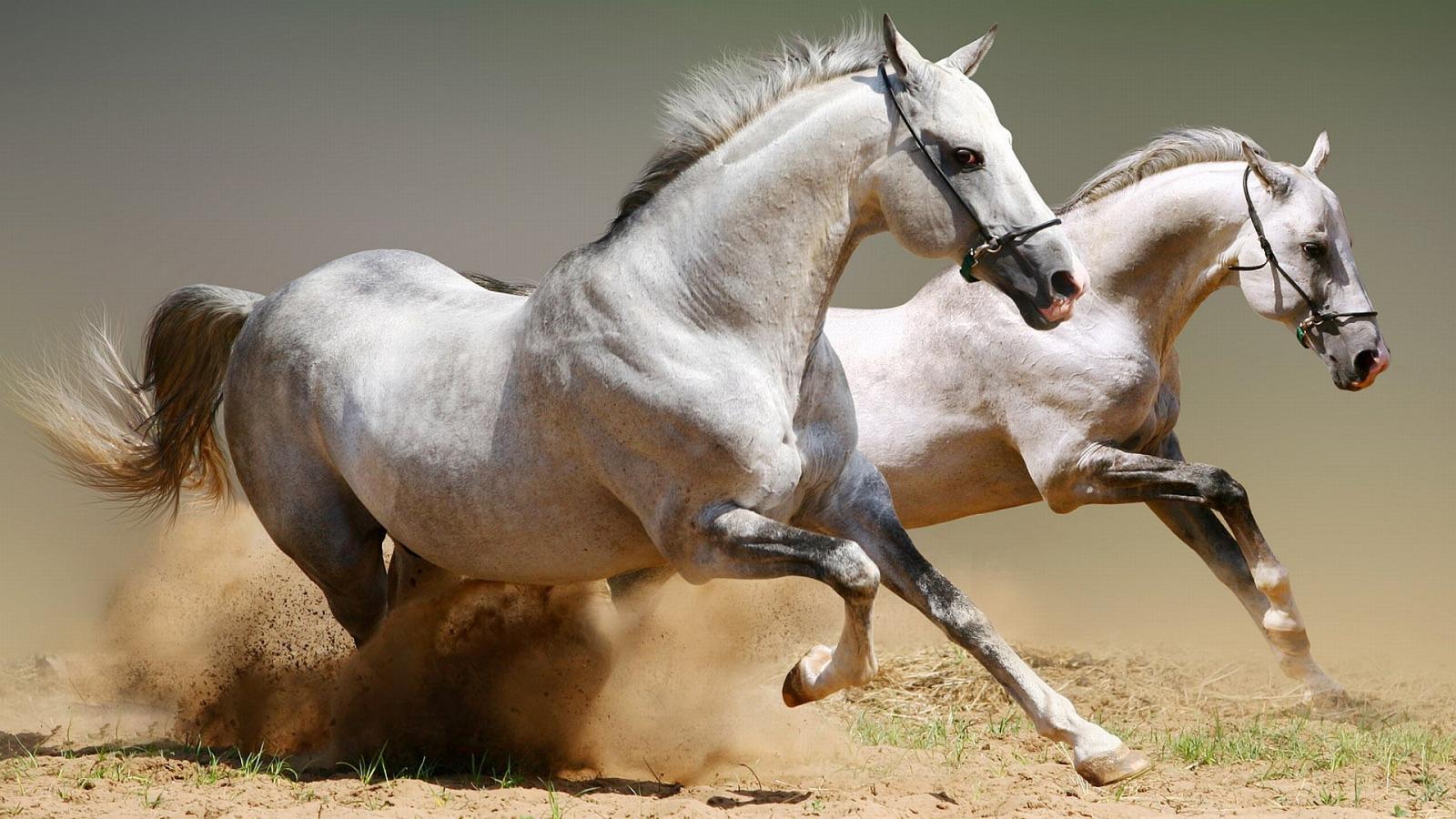 1920x1080 Horse wallpapers 1920x1080 Full HD (1080p) desktop backgrounds