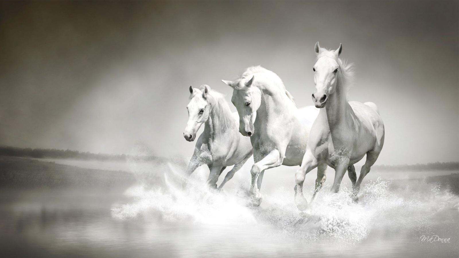 1920x1080 White Horses wallpaper | 1920x1080 | #59230