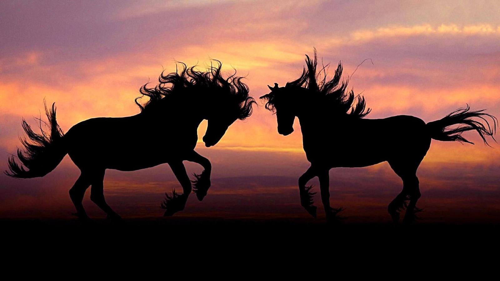 1920x1080 60+ Horse Sunset Wallpapers - Download at WallpaperBro