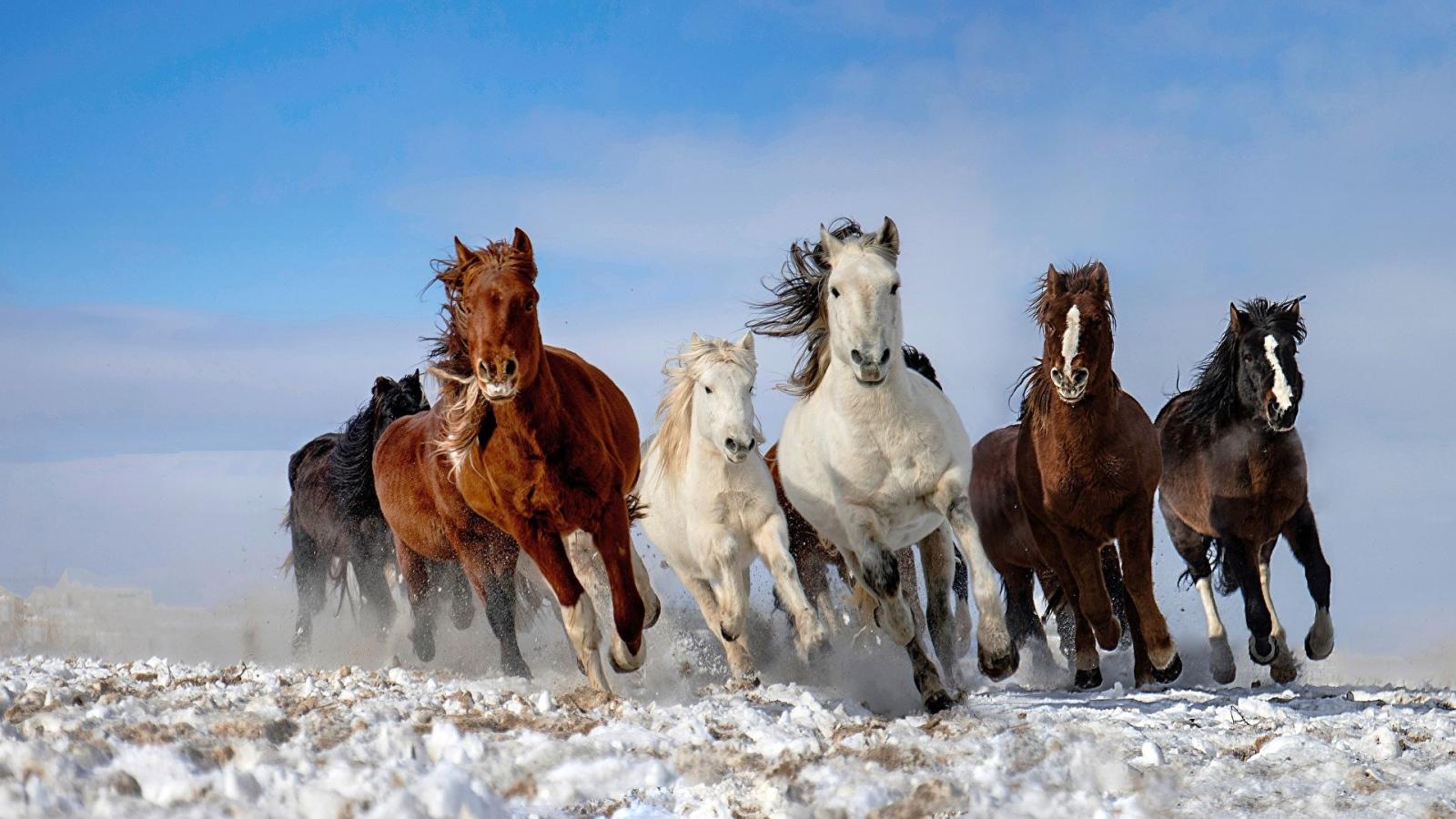 1920x1080 Pictures Horses Run Animals 1920x1080