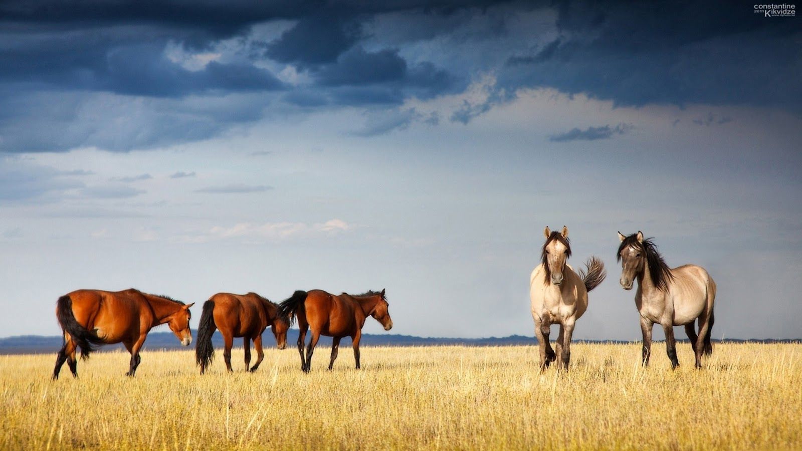 1600x900 35+] 1920x1080 HD Horse Wallpapers on WallpaperSafari