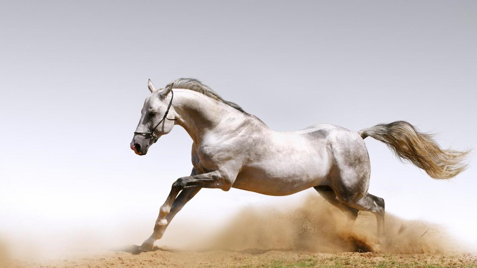 1920x1080 Arabian Horse Photo Gallery Wallpaper (53+ images)