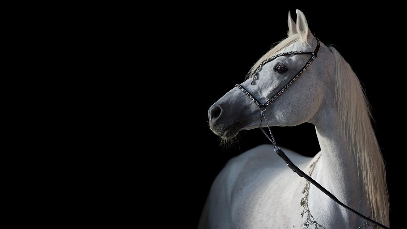 1920x1080 Photos Horses Arabian White animal Black background 1920x1080