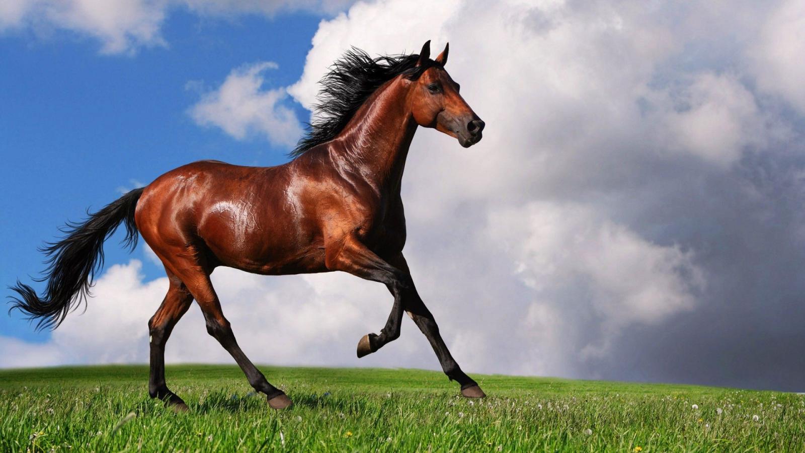 1920x1080 Brown Horse wallpaper | 1920x1080 | #11929