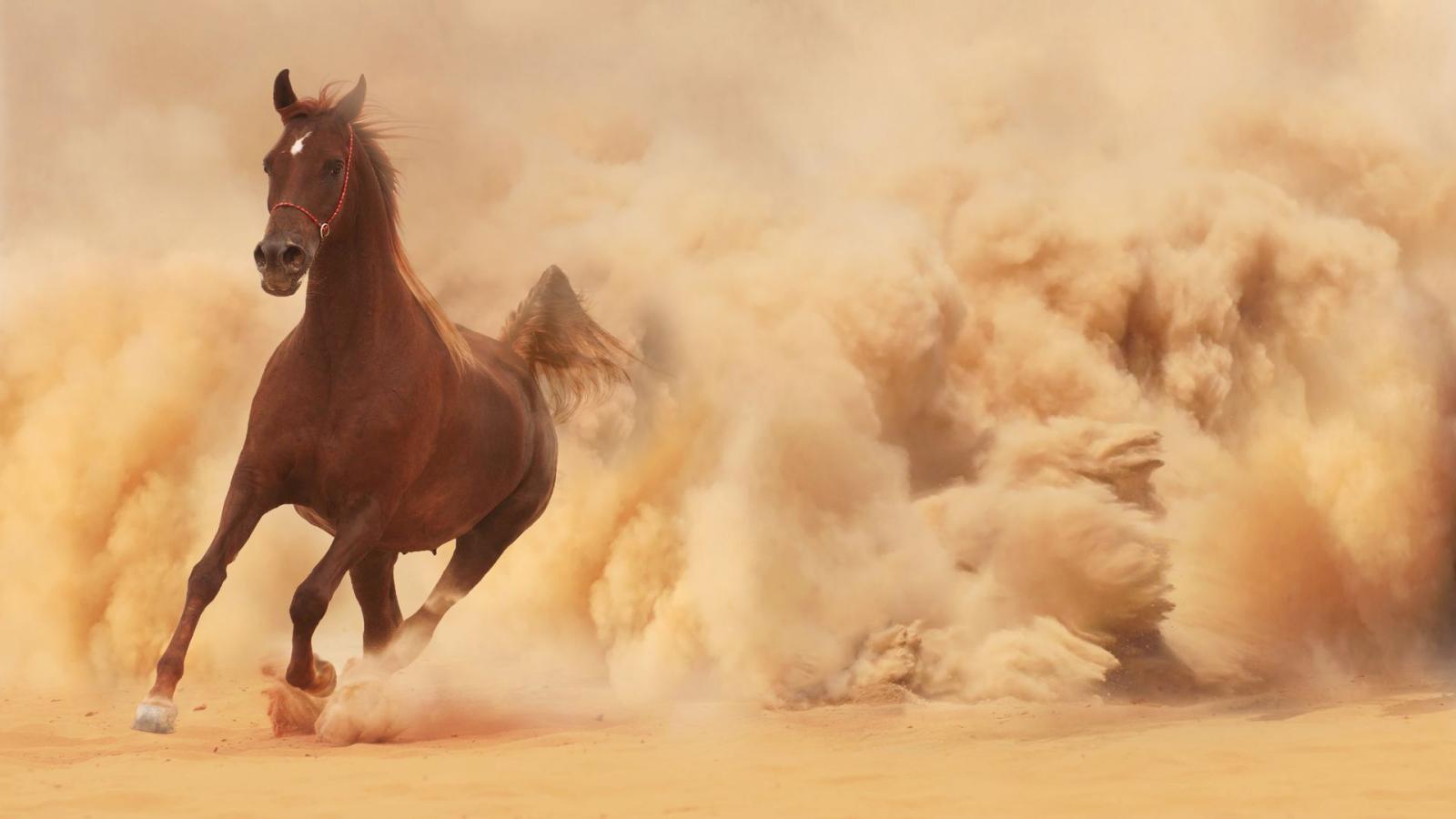 1920x1080 1920x1080 sand, dust, runs, horse, running, horse desktop wallpaper