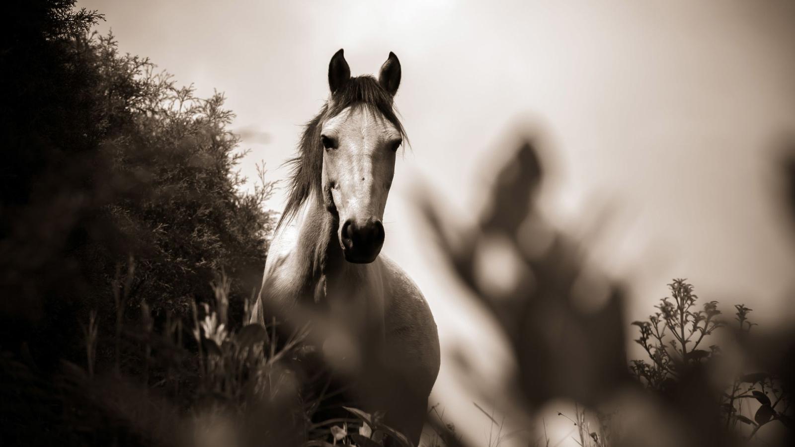 1920x1080 1920x1080 Horse Grayscale Laptop Full HD 1080P HD 4k Wallpapers