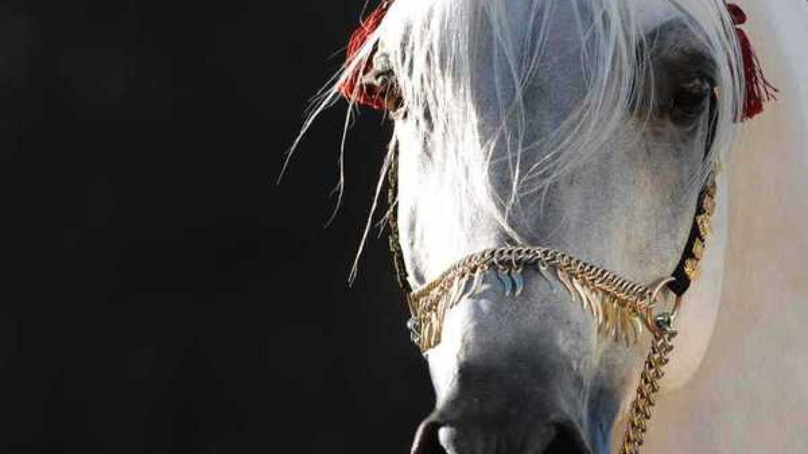 1920x1080 Arabian Horse Wallpapers (56+ background pictures)