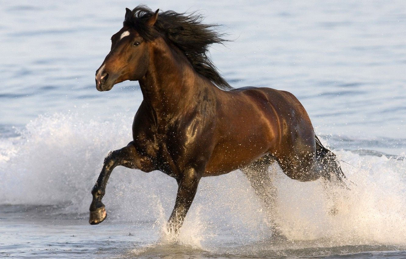 1332x850 Wallpaper sea, water, animal, horse, running, sea, water, animal