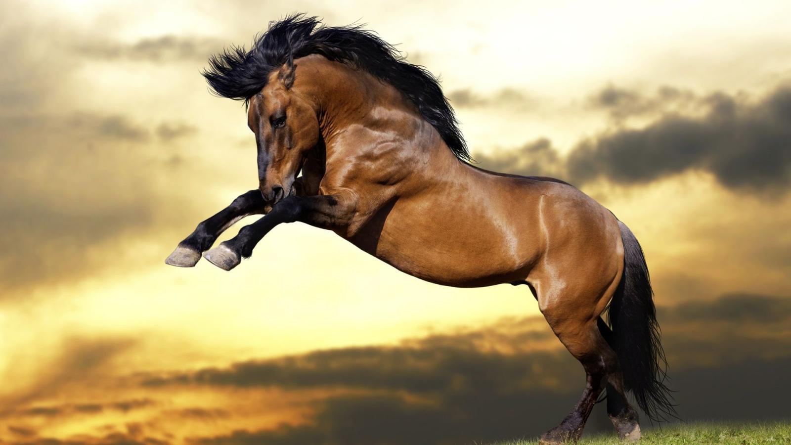 1920x1080 Mare, Sky, Horses, Horse, Mustang Horse Full HD, HDTV, 1080p 16:9