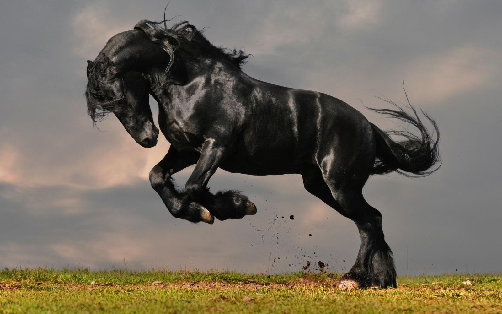 2560x1600 Desktop Wallpaper Horses (54+ pictures)