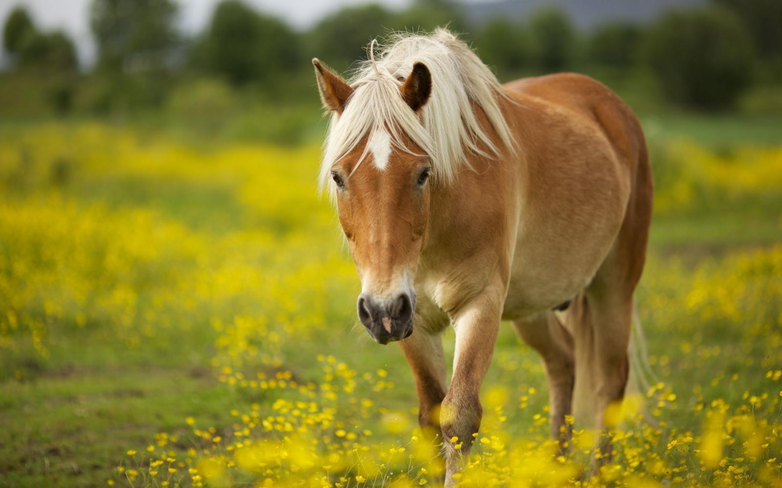 2560x1600 Horse wallpaper ·① Download free stunning wallpapers for desktop