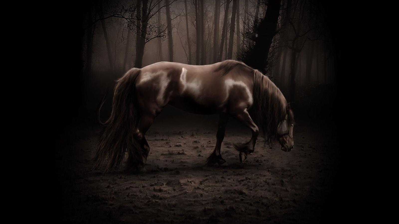1920x1080 Download wallpaper 1920x1080 horse, shadow, forest, walk, beautiful