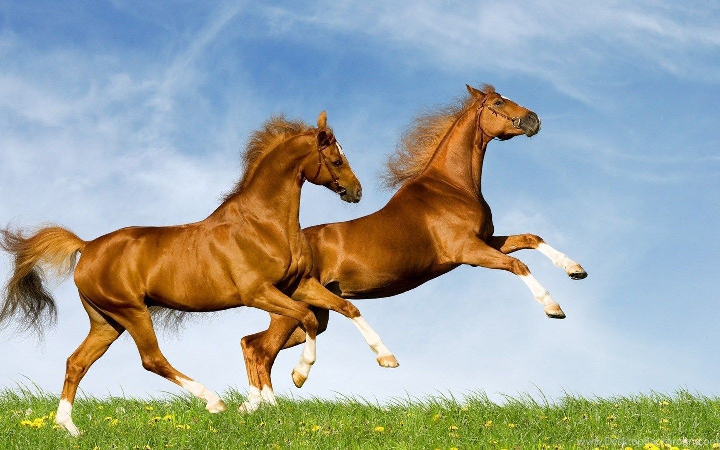 1440x900 Download Wallpapers 1920x1080 Horse, Field, Grass, Jumping Full HD