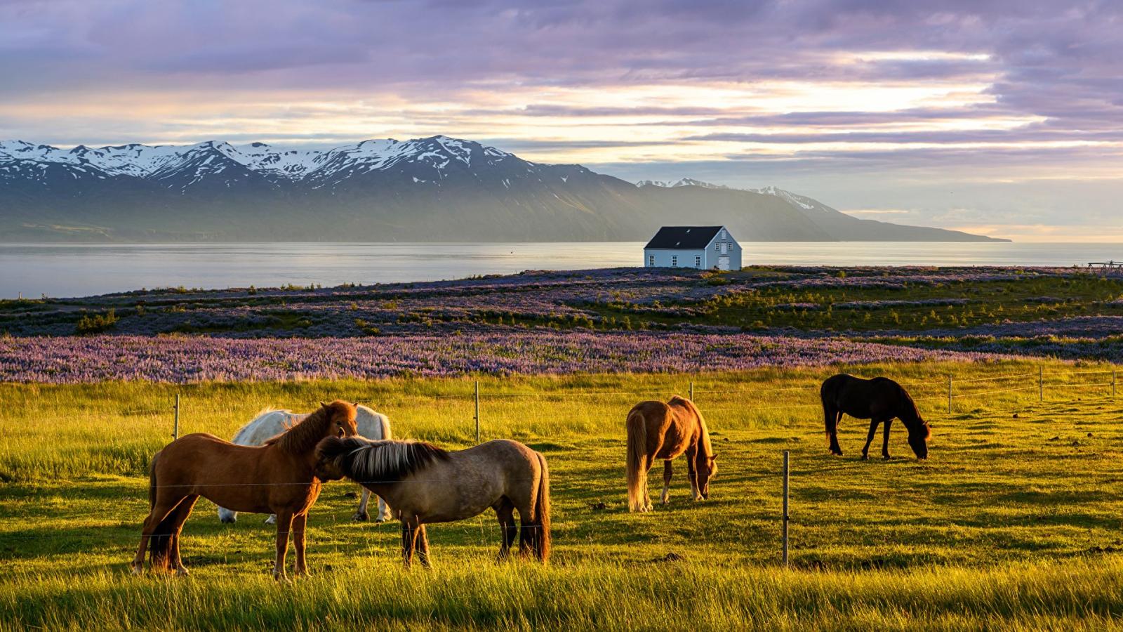 1920x1080 Wallpapers Horses Iceland Meadow animal 1920x1080