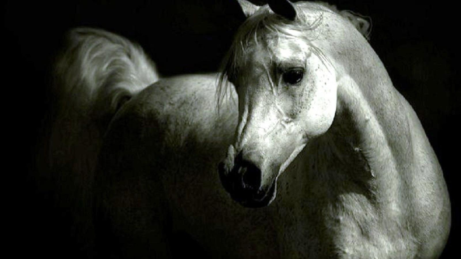 1920x1080 Arabian Horse Wallpaper (55+ images)